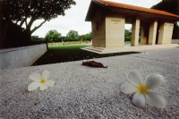 Thailand, Chung-Kai, Frangipani flowers lie on the ground with the Chung-Kai War Cemetery in the background. - Steve Raymer