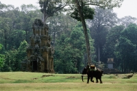 Cambodia, Siem Reap, An elephant is ridden across the grounds of the Temples of Angkor - John McDermott