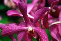 Singapore, close up of orchid at Mandai Orchid Garden. - Jack Hollingsworth