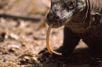 Indonesia, Komodo Island, Close-up of Komodo dragon - Jill Gocher