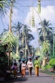 Indonesia, Bali, Village streets decorated with bamboo penjors at festival time (Galungan). - Jill Gocher
