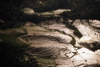 Indonesia, Bali, aerial shot of rice fields Tetebatu. - Jill Gocher