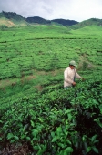 Indonesia, Bandung, tea plantation - Alex Mares-Manton