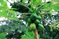 Malaysia, Penang, Papaya tree with fruit - Alex Mares-Manton
