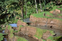 Indonesia, Bali, Ubud, Tegallalang, rice terraces before planting. (grainy) - Martin Westlake