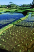 Indonesia, Bali, Ubud, Newly planted rice fields. (grainy) - Martin Westlake