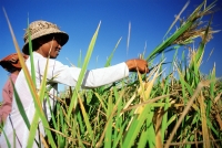 Indonesia, Bali, Ubud, Balinese woman harvesting rice. (grainy) - Martin Westlake