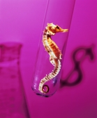 Dried seahorse in a lab glass, shadow of "$" symbol - Carsten Schael