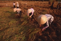 Vietnam, Outside Vinh Long, Mekong delta, Female farm workers harvesting rice. - Martin Westlake
