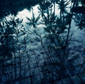 Reflection of trees and sky in swimming pool - Martin Westlake