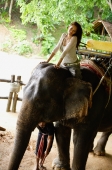 Young woman sitting on elephant, looking at camera, Phuket, Thailand - Alex Mares-Manton