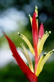 Close up of Heliconia flower - Alex Microstock02
