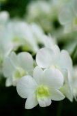 Close up of white orchid flowers - Alex Microstock02