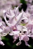 Close up of Orchid flowers - Alex Microstock02