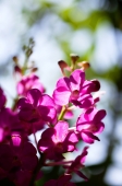 Wild pink Orchid flowers - Alex Microstock02