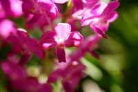 Close up of pink Orchid flowers - Alex Microstock02