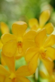 Close up of Yellow Orchid flowers - Alex Microstock02