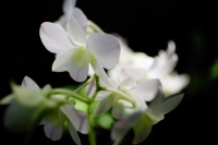 Close up of white Orchid flower - Alex Microstock02