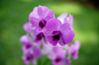 Close up of Purple Orchid flowers - Alex Microstock02