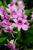 Branch of Orchid flowers - Alex Microstock02
