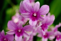 Close up of Pink Orchid flowers - Alex Microstock02