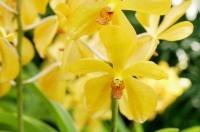 Close up of yellow Orchid flowers - Alex Microstock02
