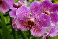 Close up of purple flowers, orchids - Alex Microstock02