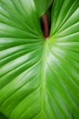 Close up of tropical plant leaf - Alex Microstock02