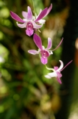 Orchid flowers on a stalk - Alex Microstock02