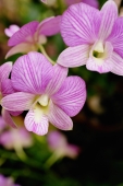 Close up of purple flowers, orchids - Alex Microstock02
