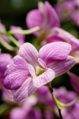 Close up of purple orchid flower - Alex Microstock02