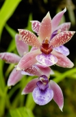 Close up of spotted orchid flower - Alex Microstock02