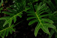 Tropical plant leaf - Alex Microstock02