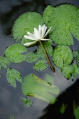 Water lily in pond, close-up - Yukmin