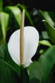 Close-up of Anthurium flower, Orchid Garden, Singapore - Yukmin