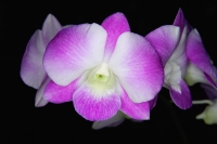 Close-up of Orchid flower, Orchid Garden, Singapore - Yukmin
