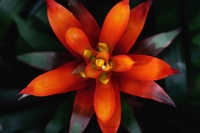 Close-up of Bromeliad plant - Yukmin