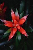 Bromeliad plant - Yukmin