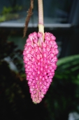 Close-up of  tropical pink flower - Yukmin