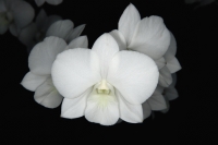 Close-up of white Orchid flower, Orchid Garden, Singapore - Yukmin