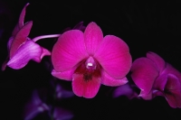 Close-up of pink Orchid flowers, Orchid Garden, Singapore - Yukmin