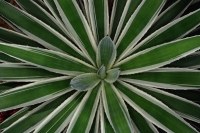 Close-up of tropical plant, Singapore - Yukmin