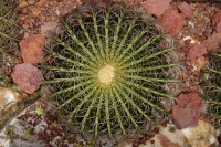 Close-up of cactus, high angle view - Yukmin