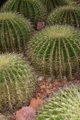 Group of cactus - Yukmin