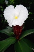 Close-up of white flower, Singapore - Yukmin