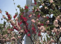 Cherry blossom with the background of the Pearl of the Orient Tower, Pudong, Shanghai, China - OTHK