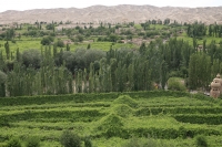 Grape field at the Grape Valley with Framing mountain at background, Turpan, Xinjiang - OTHK