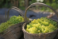 Harvested fresh grapes in the baskets, Grape valley, Turpan, Xinjiang - OTHK