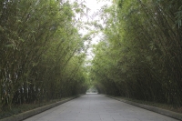 Bamboo lane, Wanjiang tower park (Bamboo park), Chengdu, China - OTHK