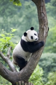 Giant Panda, Chengdu Panda breeding and research center, Chengdu, China - OTHK